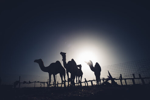 North Africa, Sahara desert, silhouettes of four dromedaries at backlight behind fence - OCMF00299