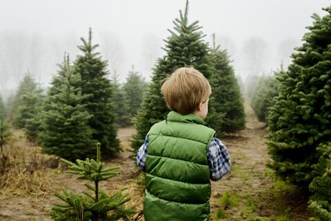 Rückansicht eines kleinen Jungen auf einem Feld auf einer Weihnachtsbaumfarm bei nebligem Wetter, lizenzfreies Stockfoto