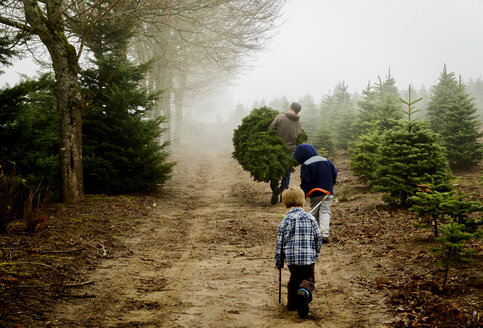 Rückansicht eines Vaters mit Söhnen, die Kiefern tragen, während sie auf einem unbefestigten Weg auf einem Bauernhof bei nebligem Wetter laufen - CAVF60641