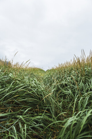 Auf einem Feld wachsende Gräser vor bewölktem Himmel, lizenzfreies Stockfoto