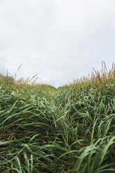 Auf einem Feld wachsende Gräser vor bewölktem Himmel - CAVF60648