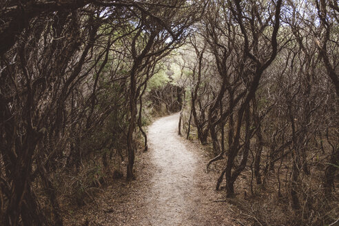 Wanderweg inmitten von Bäumen im Wald im Wilsons Promontory National Park - CAVF60683