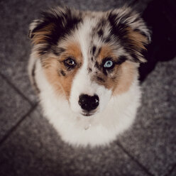 Hochwinkliges Porträt eines Hundes, der auf einem gefliesten Boden steht - CAVF60713