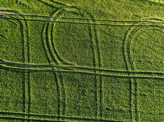 Luftaufnahme eines grünen landwirtschaftlichen Feldes an einem sonnigen Tag - CAVF60749