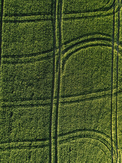 Luftaufnahme eines üppigen landwirtschaftlichen Feldes an einem sonnigen Tag - CAVF60750