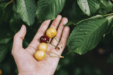 Cropped hand of man holding fresh cherries by wet leaves in garden - CAVF60908