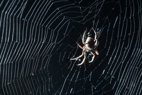 Nahaufnahme eines Spinnennetzes im nächtlichen Wald des Everglades National Park - CAVF60937