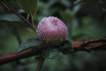 Nahaufnahme eines nassen Apfels, der auf einem Zweig wächst - CAVF60989