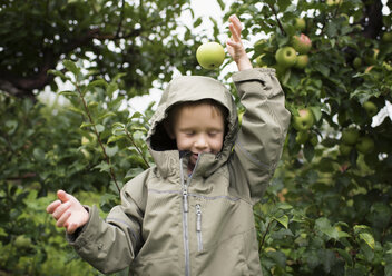 Verspielter Junge im Regenmantel, der einen Apfel auf den Kopf gegen Obstbäume im Obstgarten fallen lässt - CAVF60993
