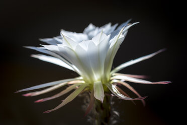 Weiße Blüte des Osterlilienkaktus vor schwarzem Hintergrund - UMF00922