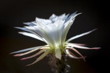 White blossom of Easter Lily Cactus against black background - UMF00922