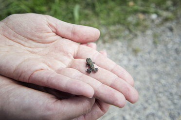 Close-up of woman holding young European toad in hand - MAMF00445