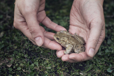 Close-up of woman holding European toad in hand - MAMF00446