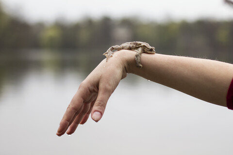 Nahaufnahme einer europäischen Kröte auf dem Arm einer Frau, lizenzfreies Stockfoto