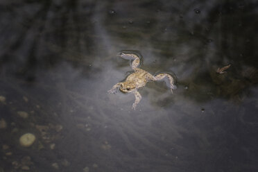 European toad in water - MAMF00449