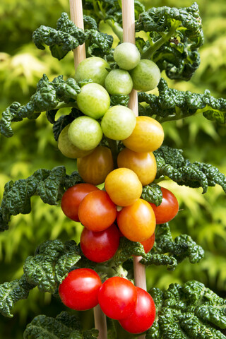 Kirschtomatenpflanze mit reifen und unreifen Früchten, lizenzfreies Stockfoto