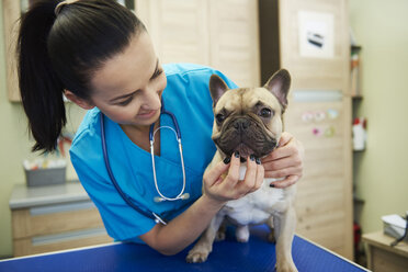 Tierärztin bei der Untersuchung eines Hundes in der Tierarztpraxis - ABIF01204