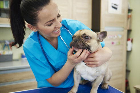 Female veterinarian examining dog's teeth in veterinary surgery - ABIF01205