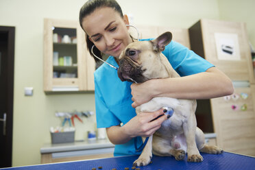 Tierärztin bei der Untersuchung eines Hundes mit Stethoskop in der Tierarztpraxis - ABIF01206