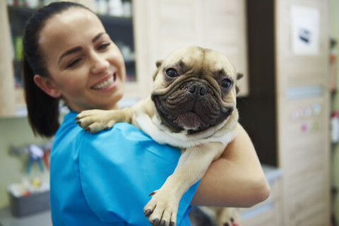 Smiling female veterinarian holding dog in veterinary surgery stock photo