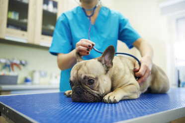 Female veterinarian examining dog with stethoscope in veterinary surgery - ABIF01209