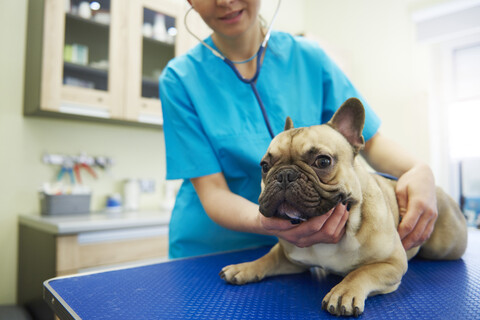 Tierärztin bei der Untersuchung eines Hundes in der Tierarztpraxis, lizenzfreies Stockfoto