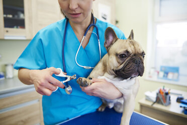 Female veterinarian cutting dog's nails in veterinary surgery - ABIF01211