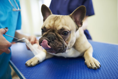 Ein verletzter Hund erhält einen Verband in der Tierarztpraxis - ABIF01213