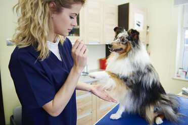 Hund gibt Pfote an Tierärztin in der Tierarztpraxis - ABIF01214