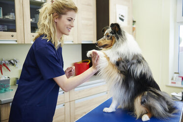 Hund gibt Pfote an Tierärztin in der Tierarztpraxis - ABIF01215