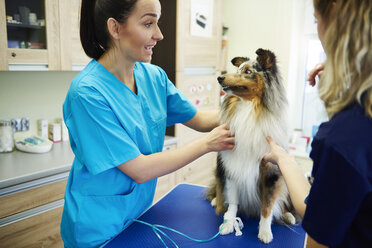 Female veterinarian and assistant examining dog in veterinary surgery - ABIF01218