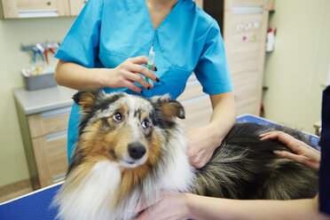 Hund, der in der Tierarztpraxis eine Injektion erhält - ABIF01220