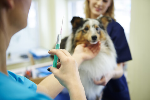 Dog receiving an injection in veterinary surgery stock photo