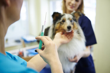 Hund, der in der Tierarztpraxis eine Injektion erhält - ABIF01222