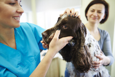 Female veterinarian examining dog in veterinary surgery - ABIF01224