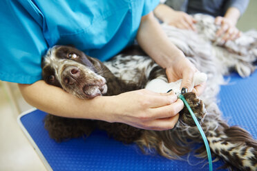 Injured dog receiving bandage in veterinary surgery - ABIF01225