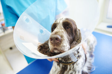 Dog wearing an Elizabethan colla in veterinary surgery - ABIF01226