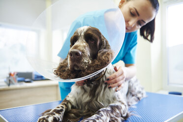 Dog wearing an Elizabethan colla in veterinary surgery - ABIF01227