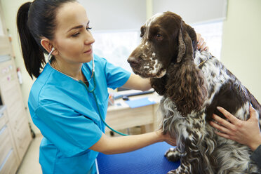 Female veterinarian examining dog with stethoscope in veterinary surgery - ABIF01229