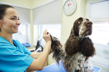 Dog giving paw to female veterinarian in veterinary surgery - ABIF01230