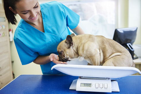 Female veterinarian weighing small dog on a scale in veterinary surgery - ABIF01231