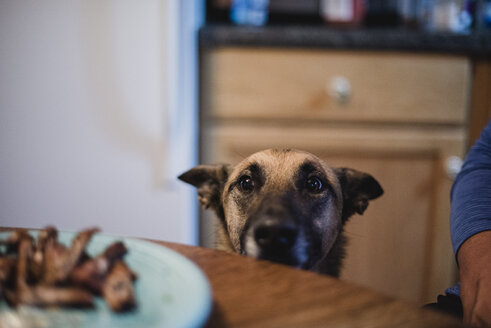 Eifriger Hund beobachtet das Essen auf dem Teller - CAIF22765