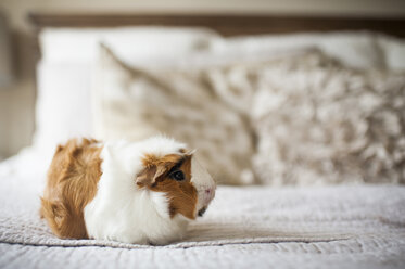 Close-up of guinea pig on bed at home - CAVF61132