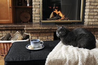 Seitenansicht einer schwarzen Katze, die neben einer Kaffeetasse und Keksen auf dem Teppich sitzt - CAVF61157