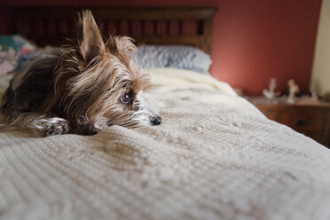 Hund schaut weg, während er zu Hause auf dem Bett liegt - CAVF61225