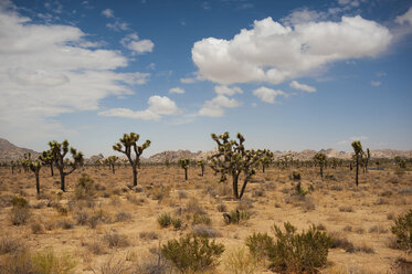 Pflanzen und Bäume in der Wüste gegen den Himmel im Joshua Tree National Park - CAVF61232