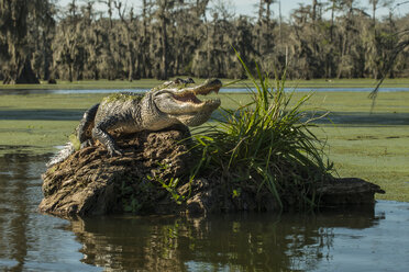 Alligator with mouth open on driftwood in Lake Martin - CAVF61261