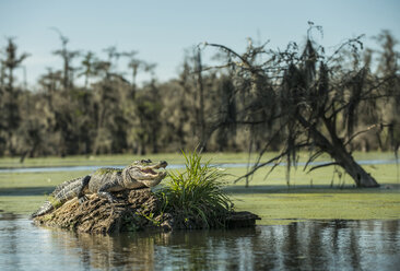 Alligator auf Treibholz im Lake Martin im Wald - CAVF61262