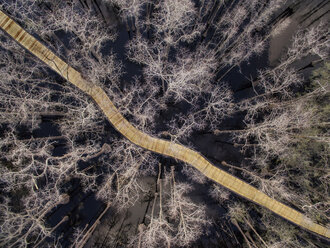 Blick von oben auf einen hölzernen Steg inmitten von Bäumen über einen Sumpf im Pine Log State Forest - CAVF61275