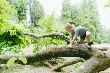 Seitenansicht eines verspielten Jungen, der auf einen umgestürzten Baum im Wald klettert - CAVF61430